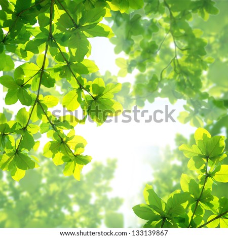 Almond leaf background