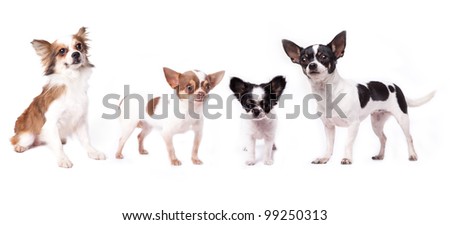 Group Of Chihuahuas