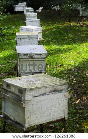 Line of white boxes of honey bees in a honey bee farm.