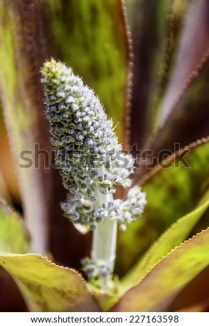 Close up of flower of bromeliad, a tropical decorative plant