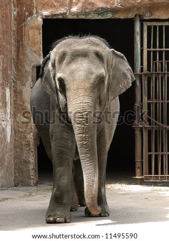 Old elephant in Manila zoo