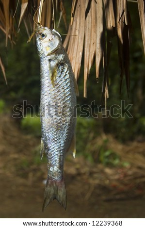 Banak, a native freshwater fish in the Philippines.  This fish was caught in Palanan, Isabela, Philippines
