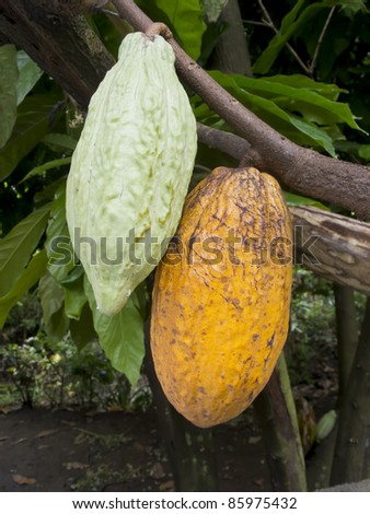 Green and yellow cacao fruits hanging on cacao tree