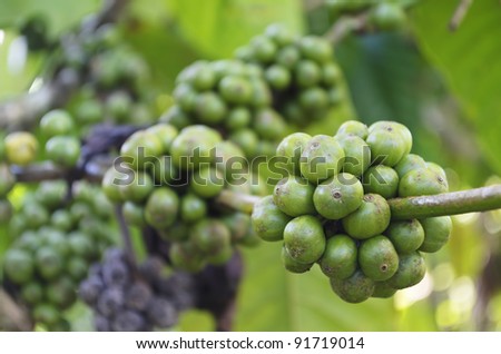 Closeup of coffee beans hanging on trees in a Philippine coffee plantation