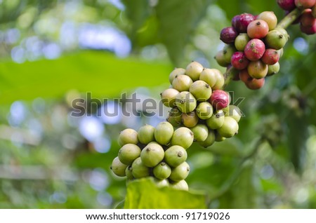 Closeup of coffee beans hanging on trees in a Philippine coffee plantation