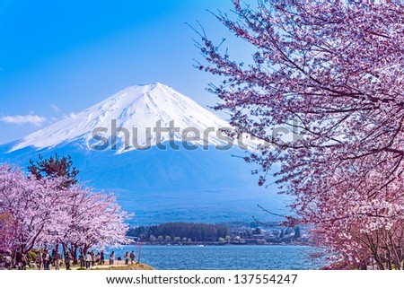 KAWAGUCHI, JAPAN - APR 13: Cherry blossom festival at lake Kawaguchi, April 13, 2013 in Japan. Viewing cherry blossom is a traditional Japanese custom. Kawaguchi is one of the best place to enjoy it