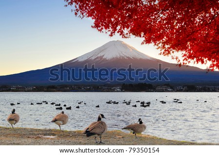 Mt Fuji view from lake Kawaguchiko in autumn color