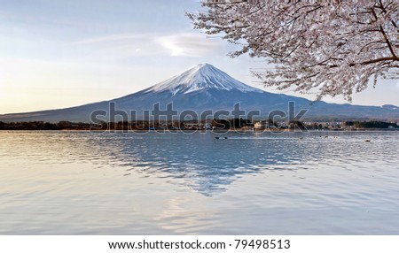 Cherry Blossom with Mt Fuji