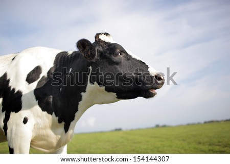 Holstein Cow In Profile, Mouth Open