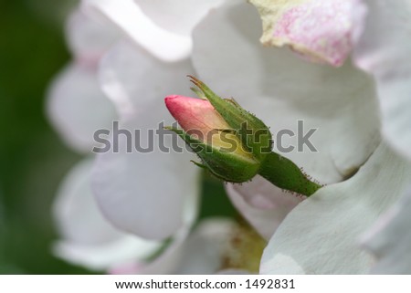 a pink rosebud between the white of open flowers