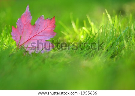 red maple-leaf on green grass, with limited dof