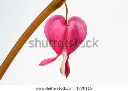 Heart Broken Flower