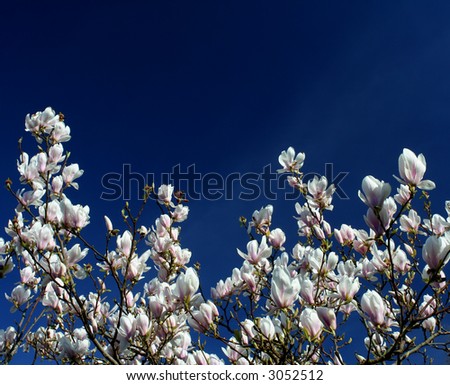 white magnolia-flowers against dark blue sky