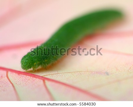 green caterpillar on autumn leaf, minimal dof