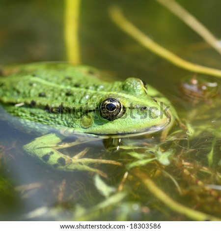 Green Frog In Pond Stock Photo 18303586 : Shutterstock