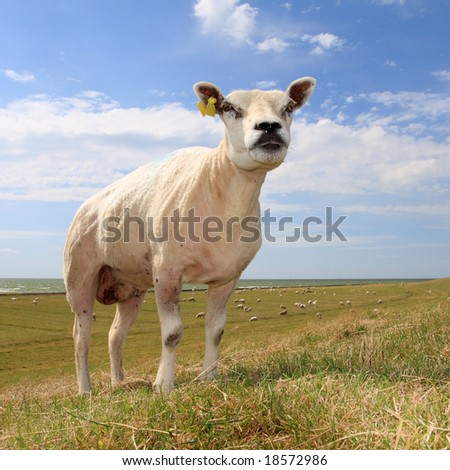 single sheep in field, against blue sky