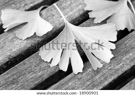 ginkgo leafs on teak deck-chair, in b&w