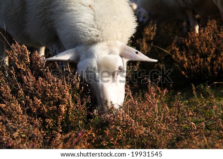 sheep eating from heather