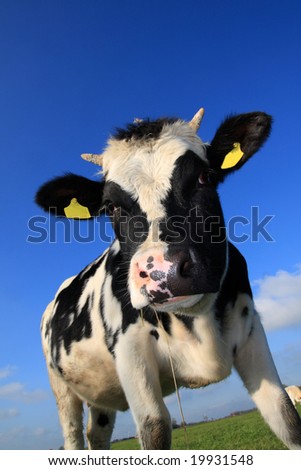 funny cows. stock photo : funny cow,