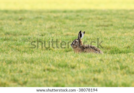 single hare in a green field