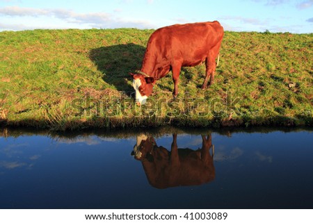 grazing cow in the evening sun, reflected in water