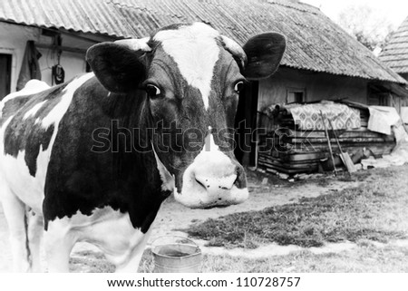 Black-and-white photo on the background of a cow farm.