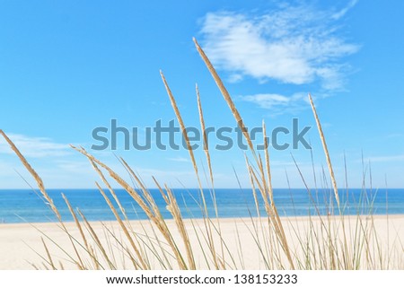 On the summer beach kind of grass on a background of sky and sea.