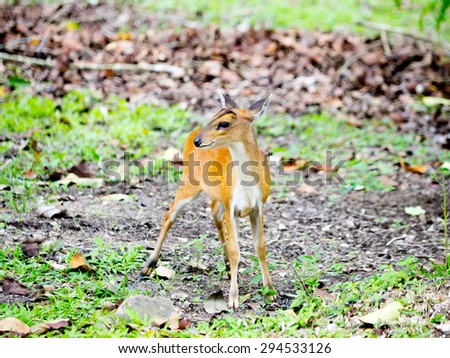 Young deer in a Field