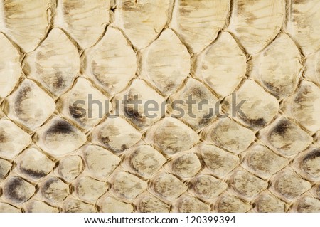 Scales of reptiles, close-up of texture background