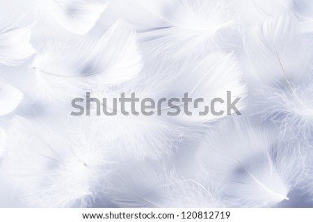 White feather of bird for background image