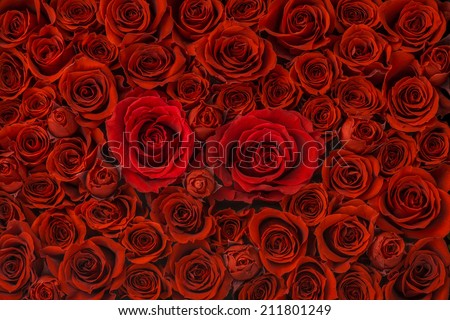 Red roses background, High Angle View