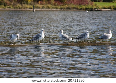 Several seagulls balancing on a log out on the lake