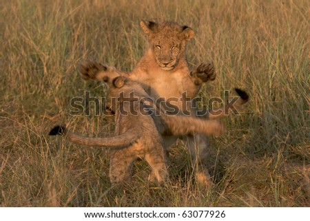 Playing Lion Cubs