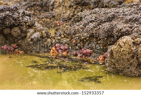 Starfish in Tide Pools on Oregon Coast\'s Cannon Beach