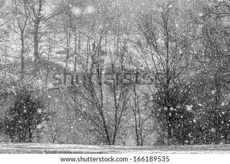 Black and White Winter Landscape with Falling Snow