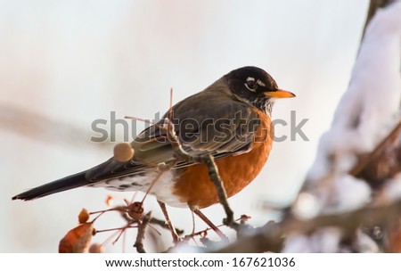 American Robin in Winter