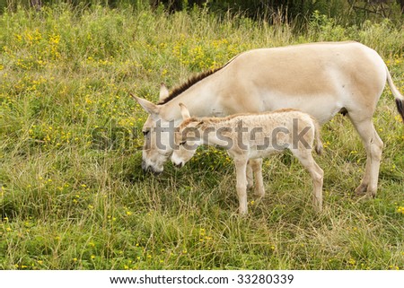 A Donkey and it\'s Calf Eating Grass