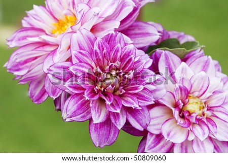 Beautiful Pink Dahlia Flowers in Spring