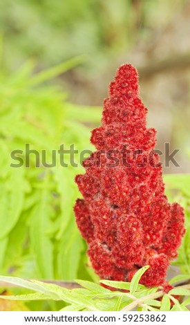 poison sumac tree. staghorn sumac young trees