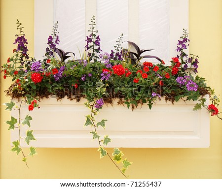 Beautiful Planter outside a Window with Spring Petunia Flowers and Hosta Leaves