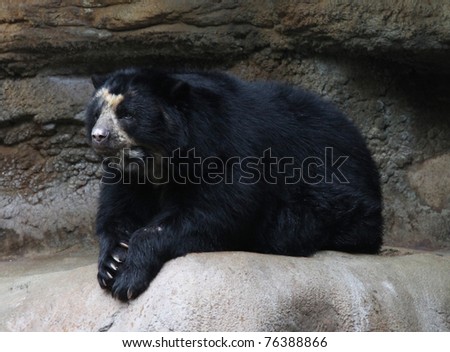 Black Bear Cave