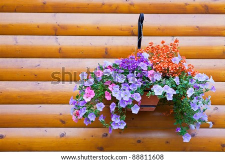 Pretty Petunia Flower Planter Hanging Against a Wooden Wall Background
