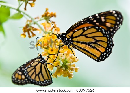 two monarch butterflies in balance flower