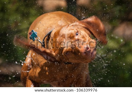 A wet Vizsla dog shakes the water off its coat.