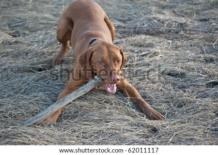A  Vizsla dog chews on a stick while crouched down in some long grass.