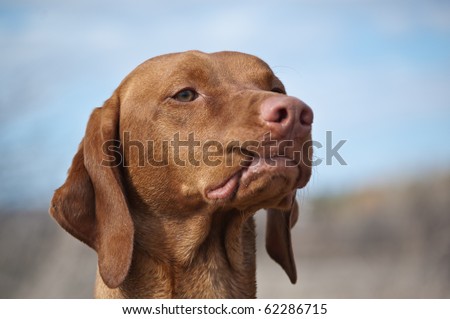 A hungarian vizsla dog stands with a curled lip.
