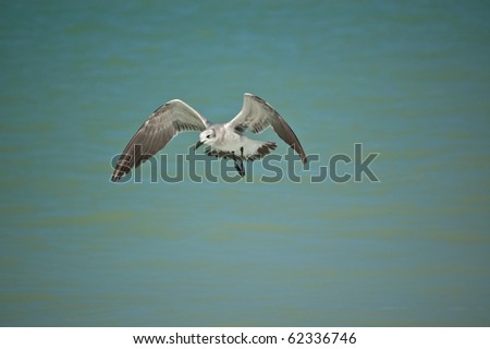 A juvenile laughing gull flies at the edge of a Gulf Coast Florida beach.