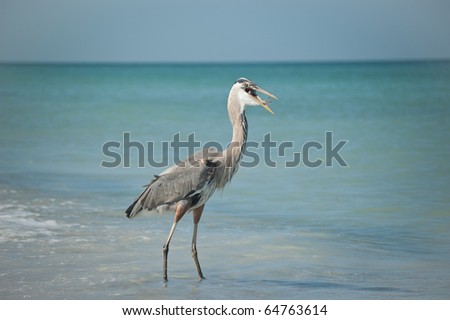 A Great Blue Heron with a fish in its mouth walking in the shallow waters of a Gulf Coast Florida beach.