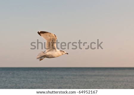 A Ring-billed gull flies over Lake Ontario in the evening light.