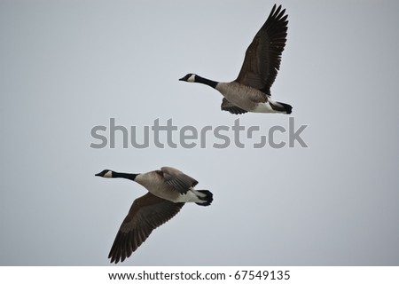 A pair of Canada Geese (Branta canadensis) fly through a grey sky.